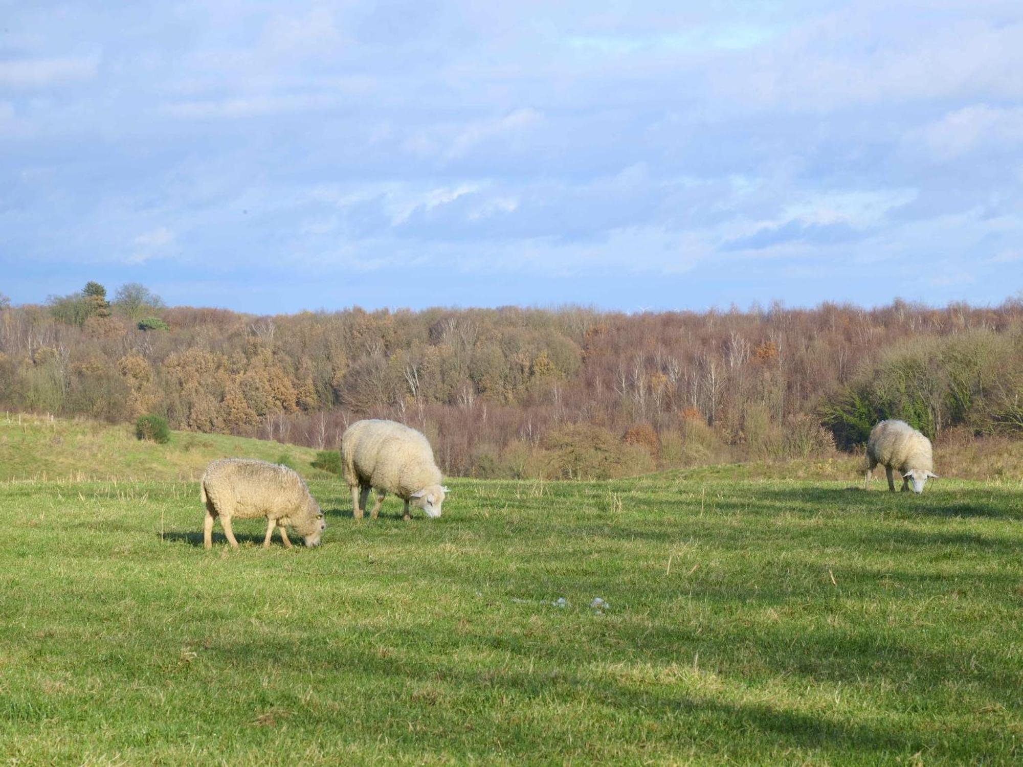 Landsraderhoefke - 4 Heijenrath Eksteriør bilde